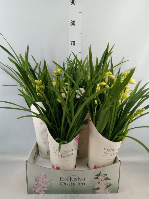 <h4>Cymbidium   ...</h4>