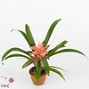 Guzmania Elise