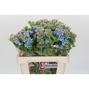 Oxypetalum Tweedia Blue
