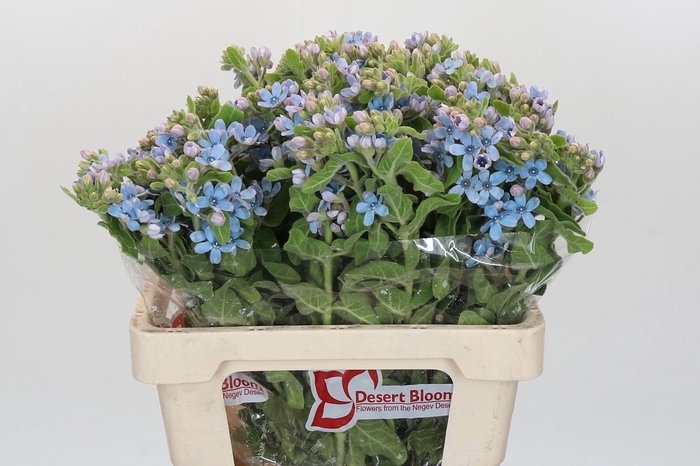 Oxypetalum Tweedia Blue
