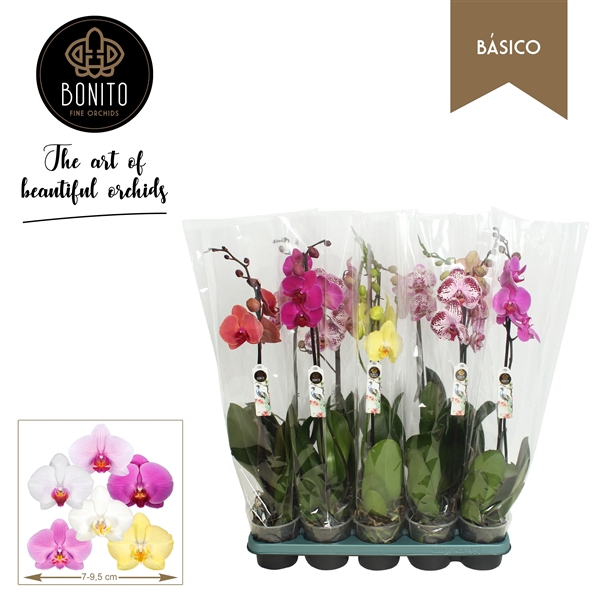 <h4>Phal. Basico mix - 1-Tak 5 kleuren</h4>