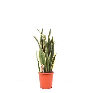 Sansevieria P23 Laurentii