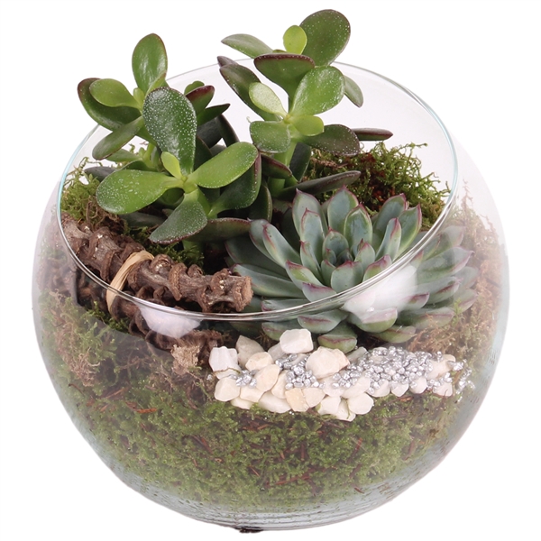 <h4>Yearround succulent: Glass Bowl ø20cm with 2PP</h4>