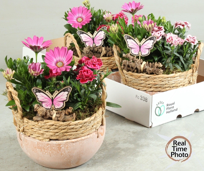 <h4>ARR TUINPLANTEN</h4>