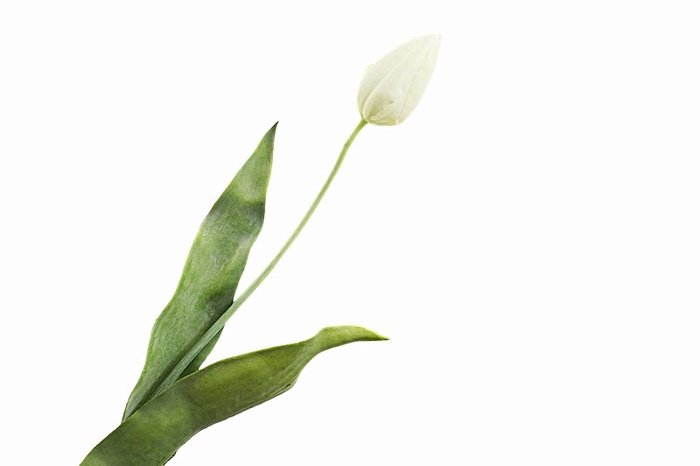 <h4>Tulip White</h4>