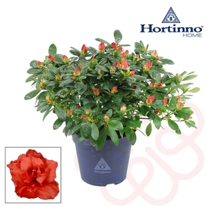 Hortinno® Home 'rood' 25 - 27 cm