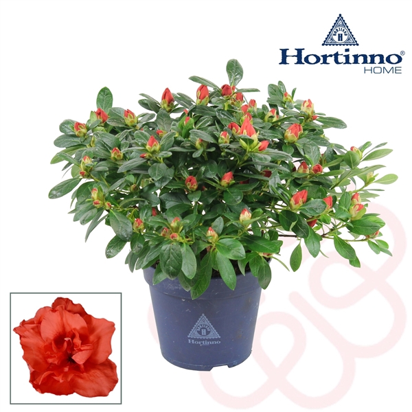 <h4>Hortinno® Home 'rood' 25 - 27 cm</h4>