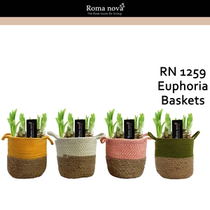 Narcis Rom 1259 Euphoria Baskets