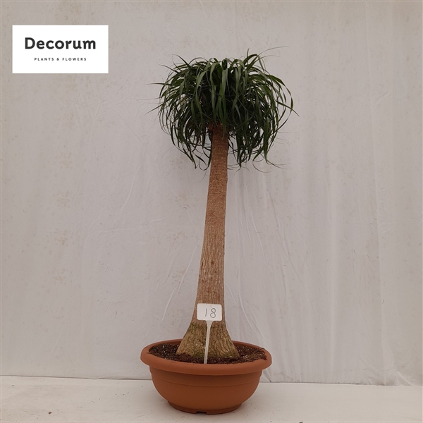 <h4>Beaucarnea recht op nummer 18</h4>