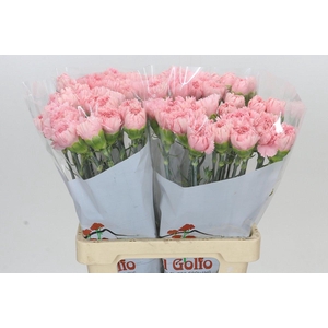 Dianthus St Cerisier