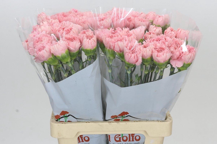Dianthus St Cerisier