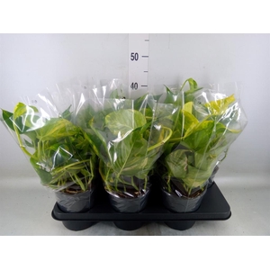 Epipremnum pinn. 'Aureum'