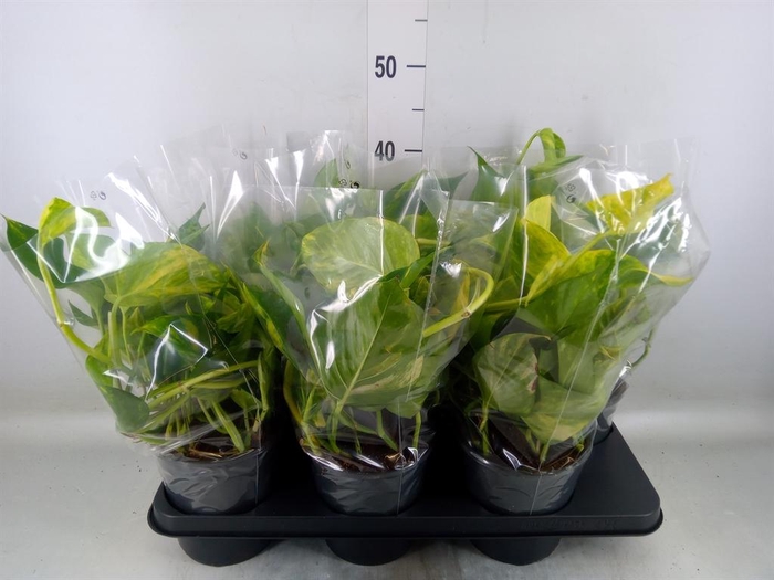 <h4>Epipremnum pinn. 'Aureum'</h4>