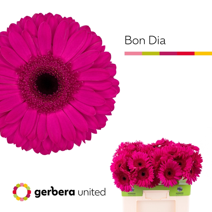 <h4>Gerbera Bon Dia Water</h4>