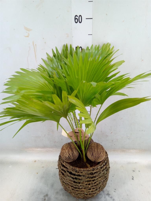 <h4>Livistona rotundifolia</h4>