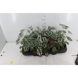 CALADIUM MINI WHITE GREEN P11
