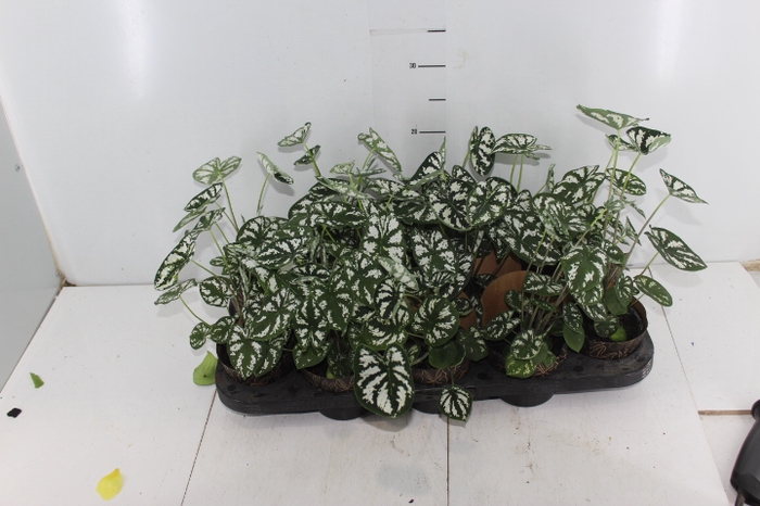 CALADIUM MINI WHITE GREEN P11