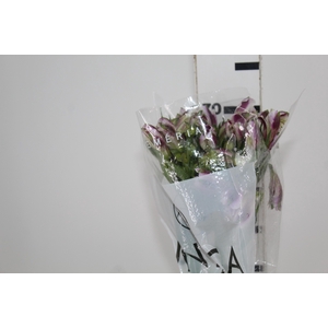 ALSTROEMERIA MAYFAIR 080 CM