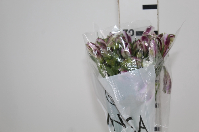 <h4>ALSTROEMERIA MAYFAIR 080 CM</h4>