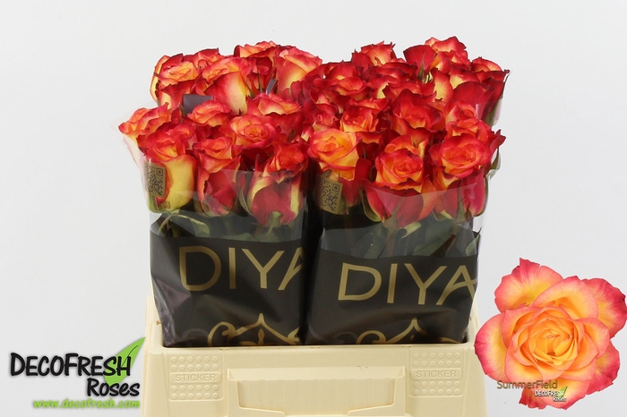 <h4>R Gr Summer Field Diya</h4>
