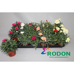 Dianthus Gemengde tray p9