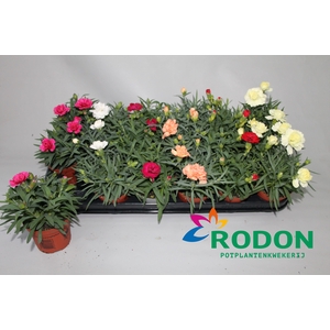 Dianthus Gemengde tray p9