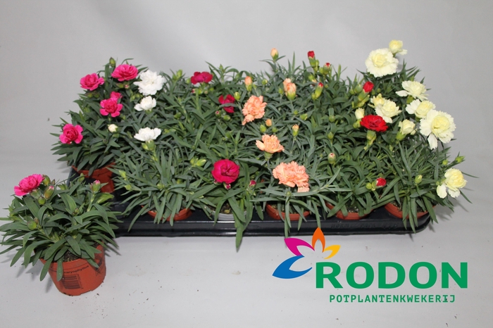 <h4>Dianthus Gemengde tray p9 (oud)</h4>