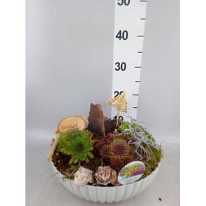 Arr.  Sempervivum L%