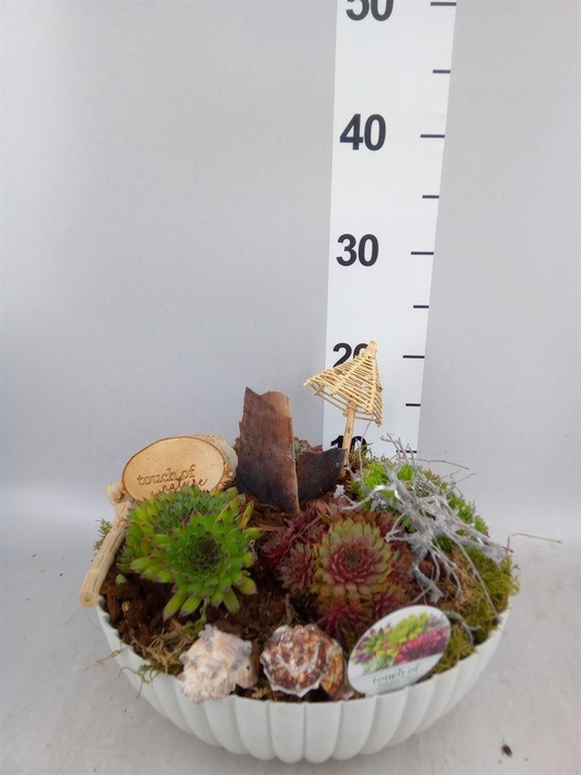 <h4>Arr.  Sempervivum L%</h4>
