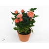 Potroos Oranje P10,5 Dolc'Amore® Metallic