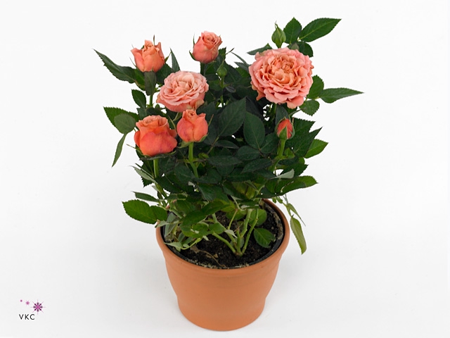 Potroos Oranje P10,5 Dolc'Amore® Metallic