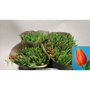 TU EN PR CATH-AMALIA