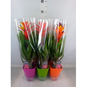 Guzmania   ...mix