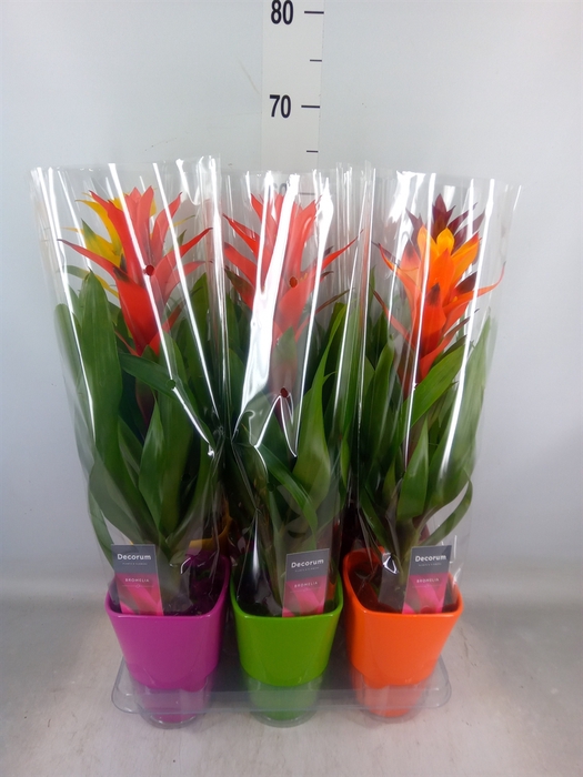 <h4>Guzmania   ...mix</h4>