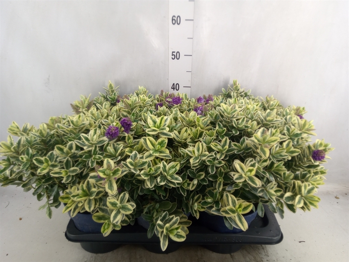 <h4>Hebe andersonii 'Variegata'</h4>