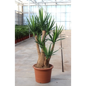 Yucca