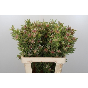 LEUCAD AYOBA ST PEAR