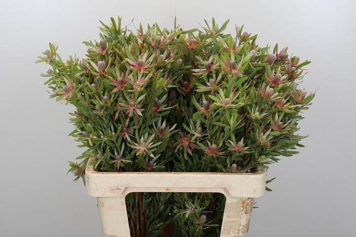 <h4>LEUCAD AYOBA ST PEAR</h4>