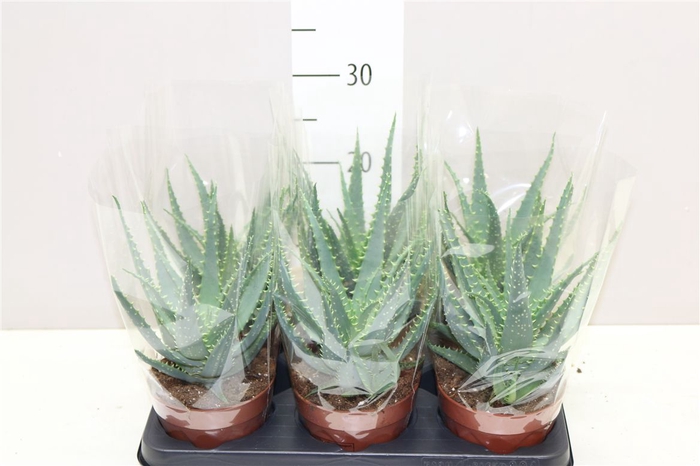 <h4>Aloe Arborescens</h4>