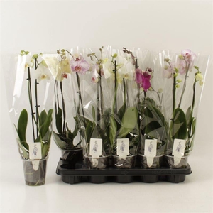 PHAL GEM 5 KL