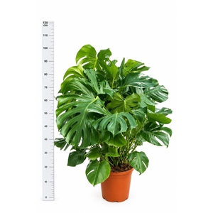 MONSTERA DELICIOSA