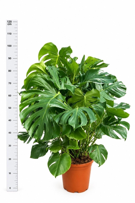 <h4>MONSTERA DELICIOSA</h4>