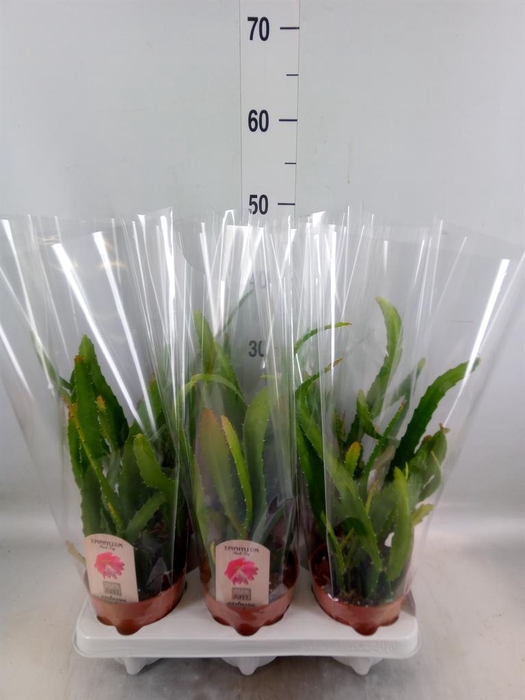 <h4>Epiphyllum   ...</h4>