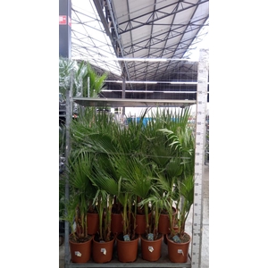 Washingtonia filifera