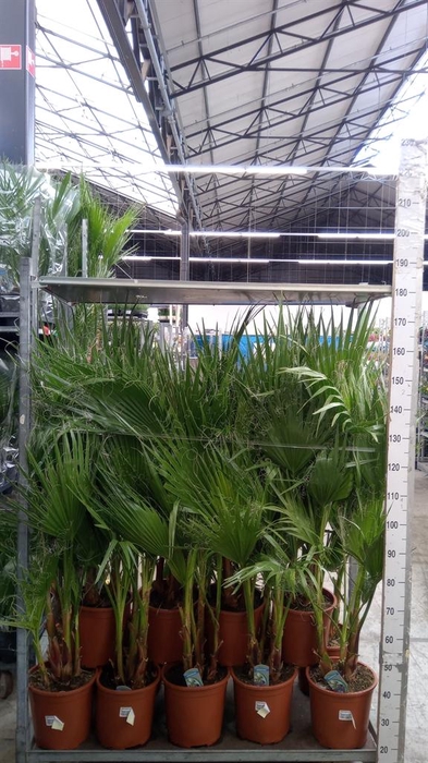 <h4>Washingtonia filifera</h4>