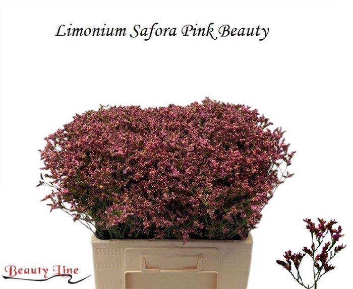 <h4>LIM SIN SEN PIN BEAU</h4>