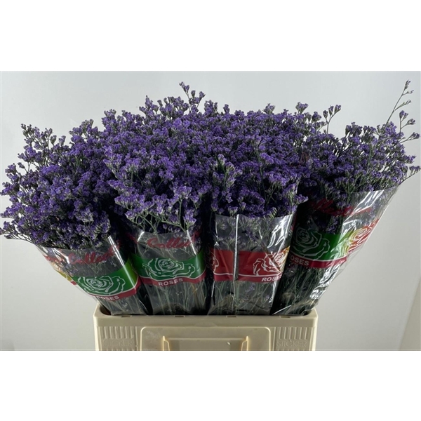 <h4>Limonium Utah Blue Elgon</h4>