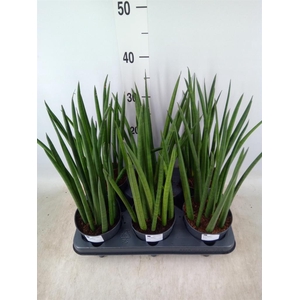 Sansevieria cyl.  ...