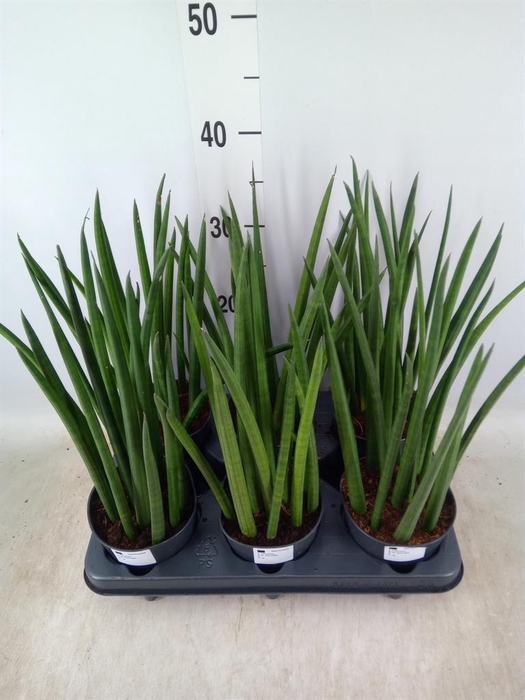<h4>Sansevieria cyl.  ...</h4>