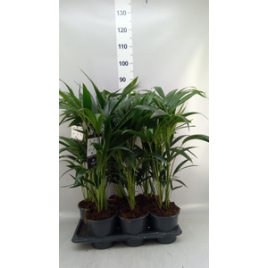 Howea forsteriana